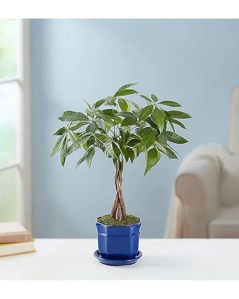  Money Tree - The Money Tree bonsai is known among feng shui enthusiasts to attract the energies of wealth and prosperity. Also known as the “Good Luck Tree,” it features a unique braided trunk that brings charm to wherever it is put on display. Each stem of our ornamental plant features five to seven leaves, creating a delightful radial star pattern. Easy to care for, it’s a perfect gift for bringing good fortune to bonsai experts and novices alike. Braided Money Trees are a popular favorite bonsai Each trunk stem features five to seven glossy-green plume-like leaves The bonsai’s trunk has been expertly trained and braided and will continue to grow as plaited Hardy and exceptionally easy to care for; will thrive in direct sun or low light, with occasional or frequent watering, indoors or out; great for people who travel or don’t have a green thumb Large Money Tree measures approximately 28-30&quot;H Medium Money Tree measures approximately 20-22&quot;H Small Money Tree measures approximately 16-18&quot;H  Custom made by the artisian designers at Flowers and More and delivered by hand across Royal Palm Beach, Florida, or anywhere in the USA. Due to the unique nature and variety of selected flowers, colors may vary and items may be substituted as needed to complete the beauty of this selection.  