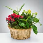 Mixed Plant Basket by BloomNation™ Mixed Plant Basket by BloomNation™ - Send a little garden to somebody. A mix of flowering plants and greenery make an excellent gift for father's day or as a way to say thank you.