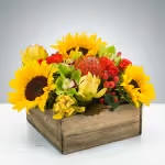Picnic by BloomNation™ Picnic by BloomNation™ - Summer in a box! Everybody loves a picnic! Featuring sunflowers, a pincushion protea, and cymbidium orchids, this arrangement is a great option to send to somebody celebrating the summer season. Approximate Dimensions: 12"D x 8"H