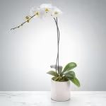 Single Stem Orchid by BloomNation™ Single Stem Orchid by BloomNation™ - A beautiful and classic single stem white orchid. Perfect for all occasions, bring it as a housewarming gift, a birthday, or anything in-between.