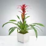 Tropical Bromeliad Plant by BloomNation™ Tropical Bromeliad Plant by BloomNation™ - A plant with a cool shape, bright color, that works as an air purifier AND is long-lasting? What more could you want from a house plant? The tropical bromeliad plant does best with moderate/bright light and loves humidity so they do great in a bathroom with a window.
