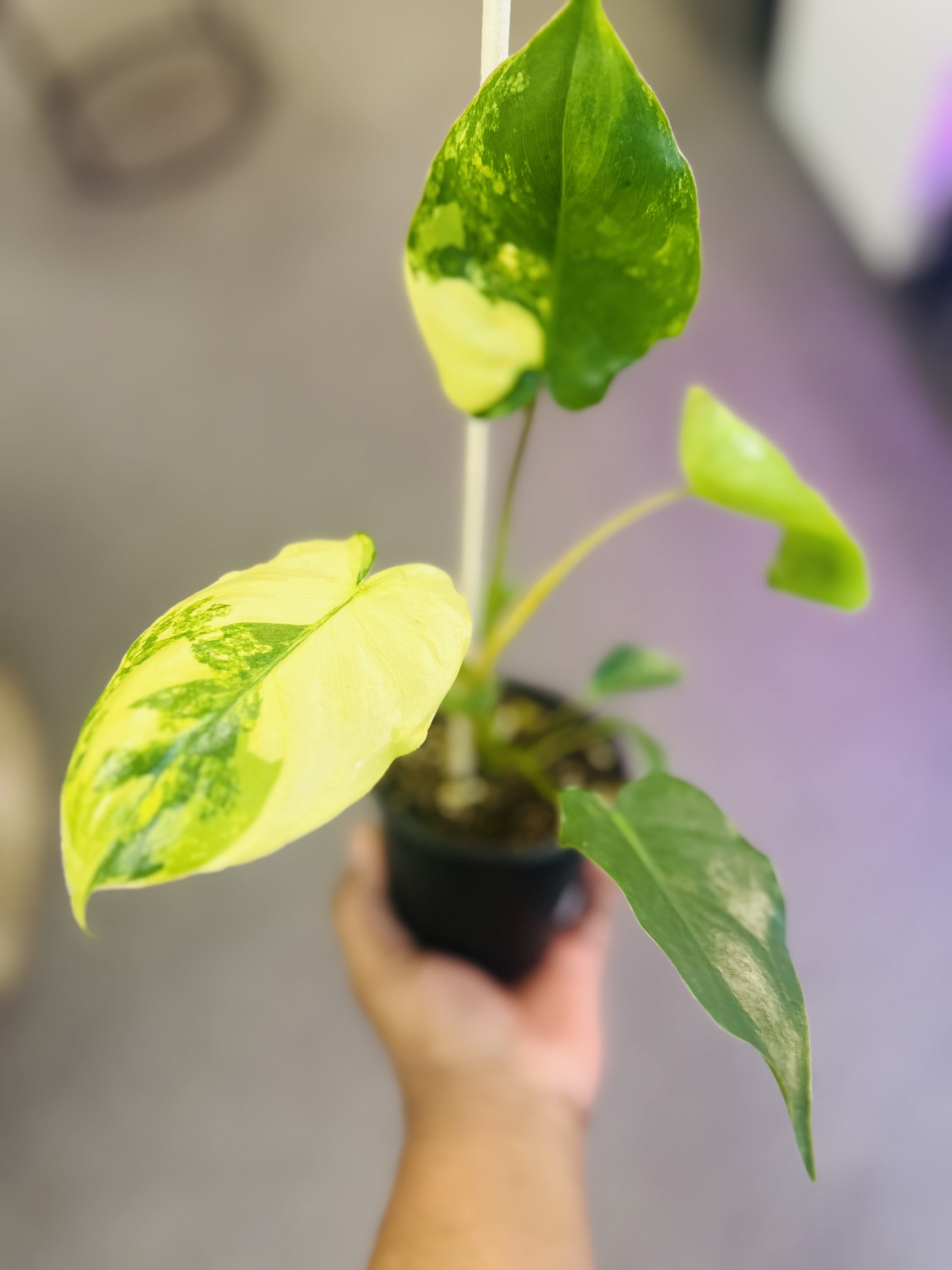 Philodendron Burl Marx VAriegata Philodendron Burl Marx VAriegata - LIGHT : BRIGHT INDIRECT TO PARTIAL DIRECT LIGHT WATER : ALLOW THE SOIL TO DRY FULLY BETWEEN WATERINGS - MISTING WOULD ALSO BENEFICIAL AS THIS PLANT LIKES AMBIENT HUMIDITY. PET FRIENDLY : NO