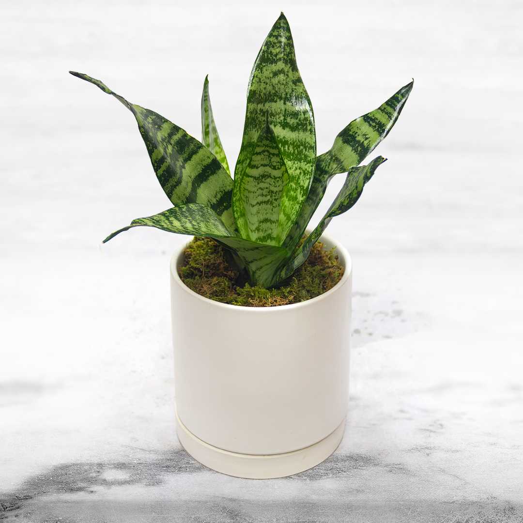Snake Zeylanica Snake Zeylanica - Green plant that updates any living space. Snake Plant 'Zeylanica' is an evergreen perennial that can grow anywhere from 8 inches to 12 feet high. Their sword-like leaves can stretch up to approximately two feet long. The plant comes with a pot and saucer. APPROXIMATE DIMENSIONS 5" W X 5" H