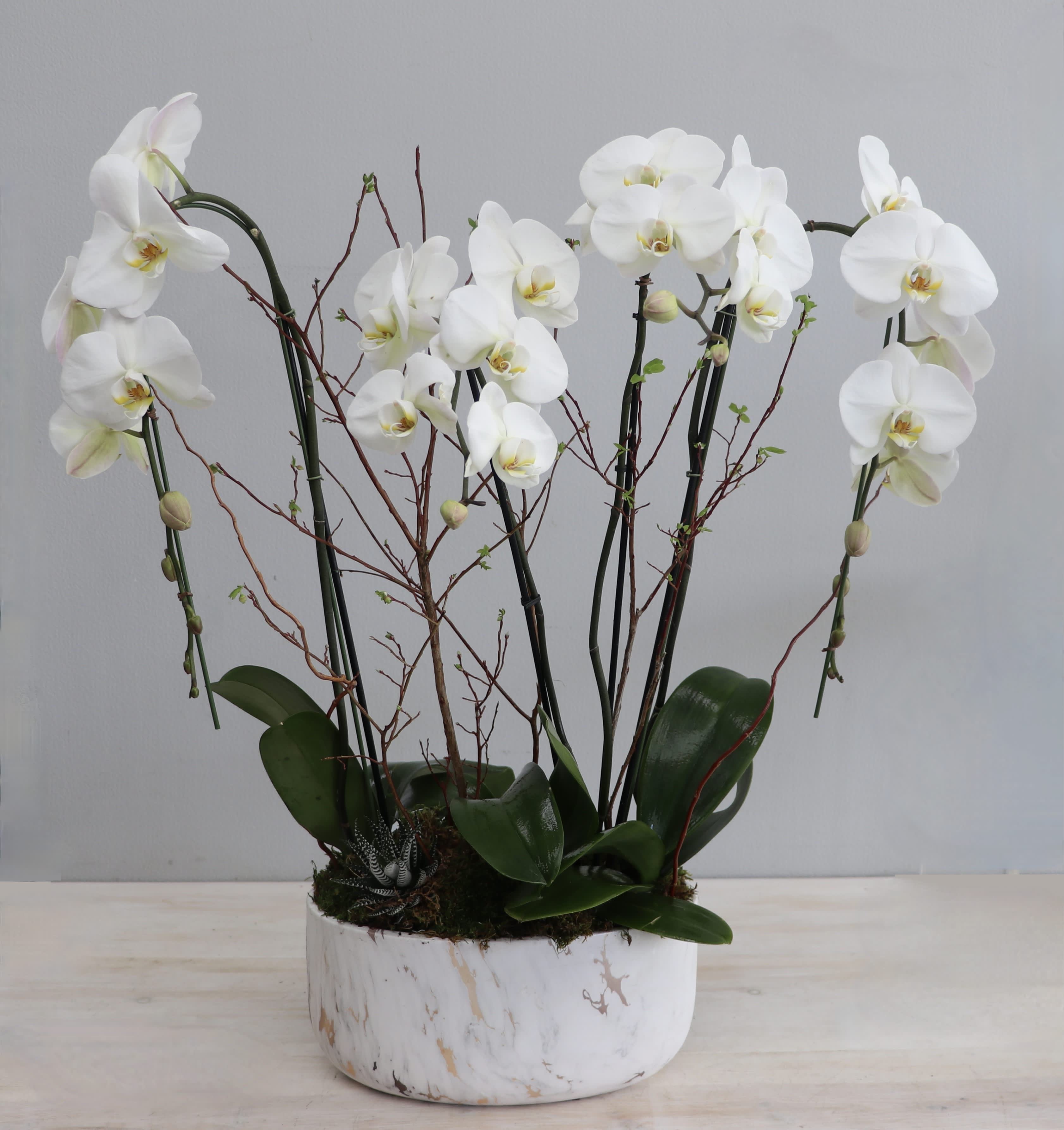 Blair Special - My Glendale Florist - This orchid arrangement includes two double stem orchids paired with moss and succulents. Each updrage brings more orchids. 