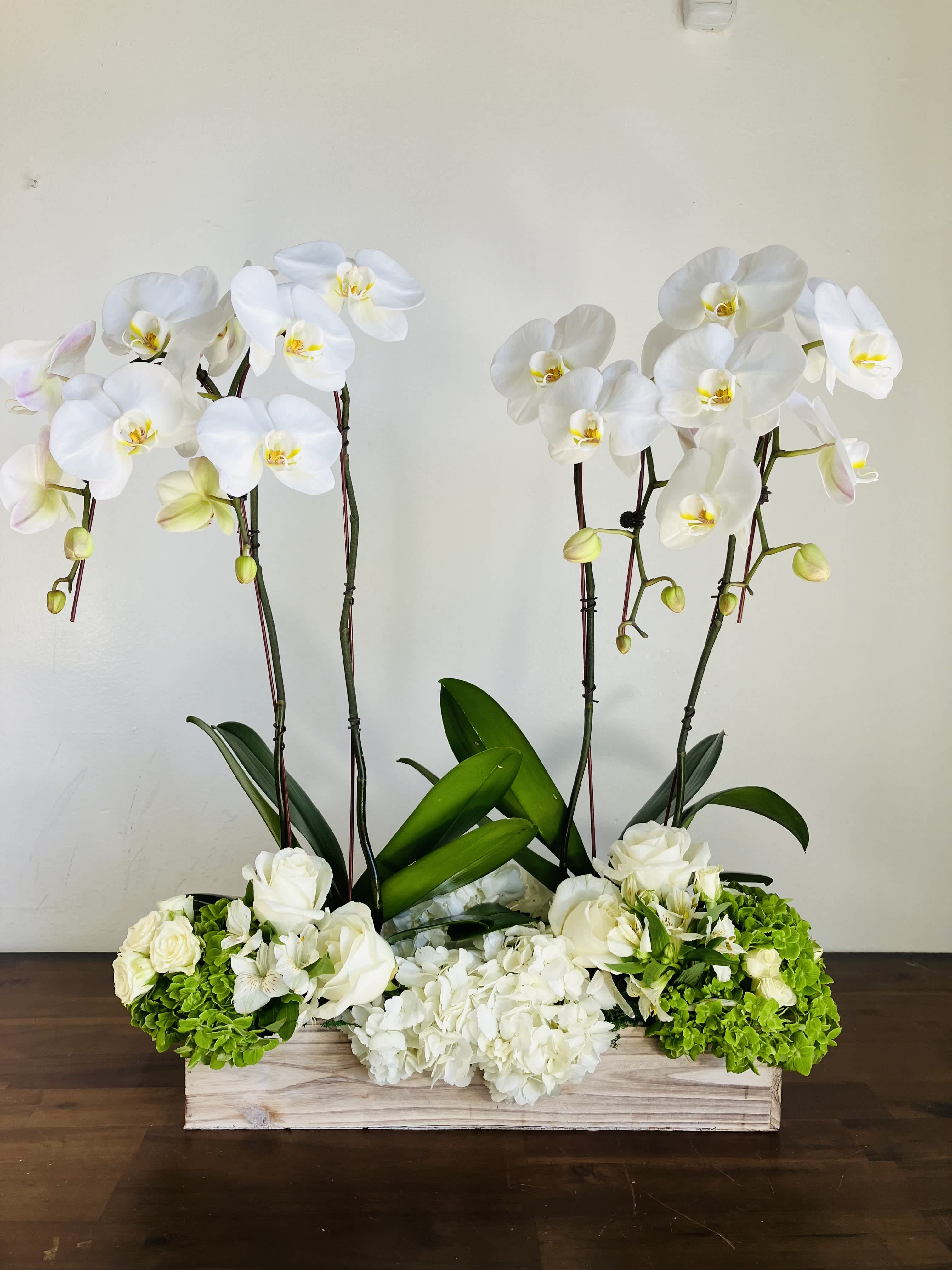 Orchid Paradise Orchid Paradise - Our double trouble White Orchid arrangement consists of two large-petaled double stem white phalaenopsis orchids designed in a fragrant cedar box- dressed with white roses, alstromerias,spray roses and white and green hydrangeas.