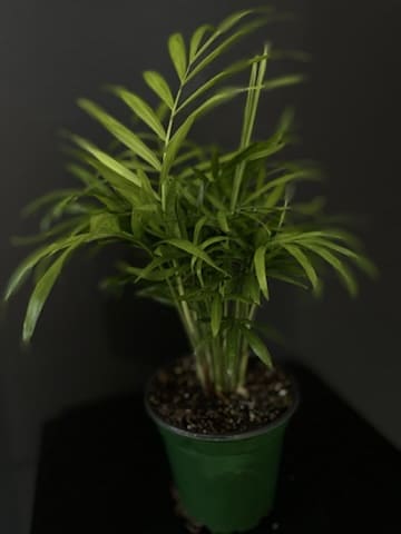 Parlor Palm 4&quot; - Elevate your indoor space with the elegant Parlor Palm! Known for its graceful fronds and lush green foliage, this charming houseplant adds a touch of tropical beauty to any room. With its slow growth and compact size, it’s perfect for tabletops, corners, or as a statement piece in your home or office.  Care Instructions:  Light: Prefers bright, indirect light but can tolerate low light conditions. Water: Allow the top inch of soil to dry out between waterings; avoid overwatering. Humidity: Enjoys higher humidity but adapts well to average household levels.