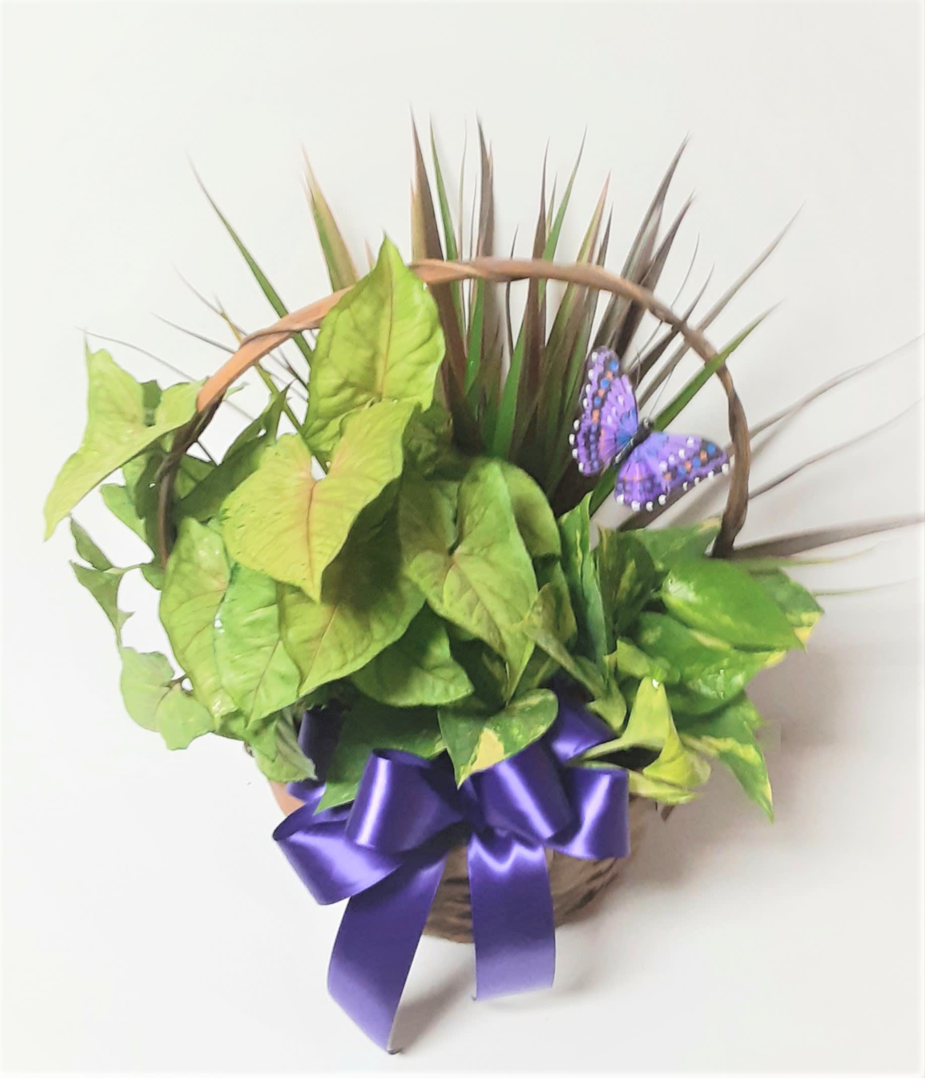 Sweet and Simple Plant Basket Sweet and Simple Plant Basket - Mixed green plants in a wicker basket with ribbon and a butterfly. Perfect for any sweet occasion.