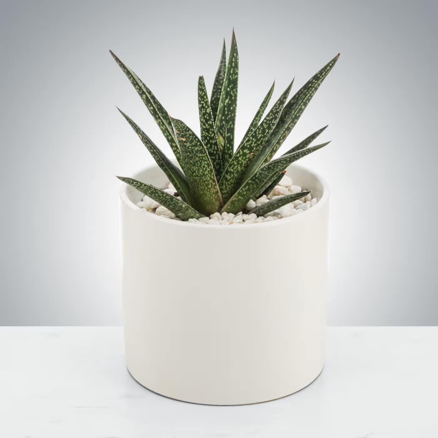 Aloe Plant by BloomNation™ Aloe Plant by BloomNation™ - Aloe Plants like bright, indirect sunlight and deep but infrequent watering. Aloe Plants, along with being a great air filtering plant, look great on any desk and make a great gift for your plant friend!