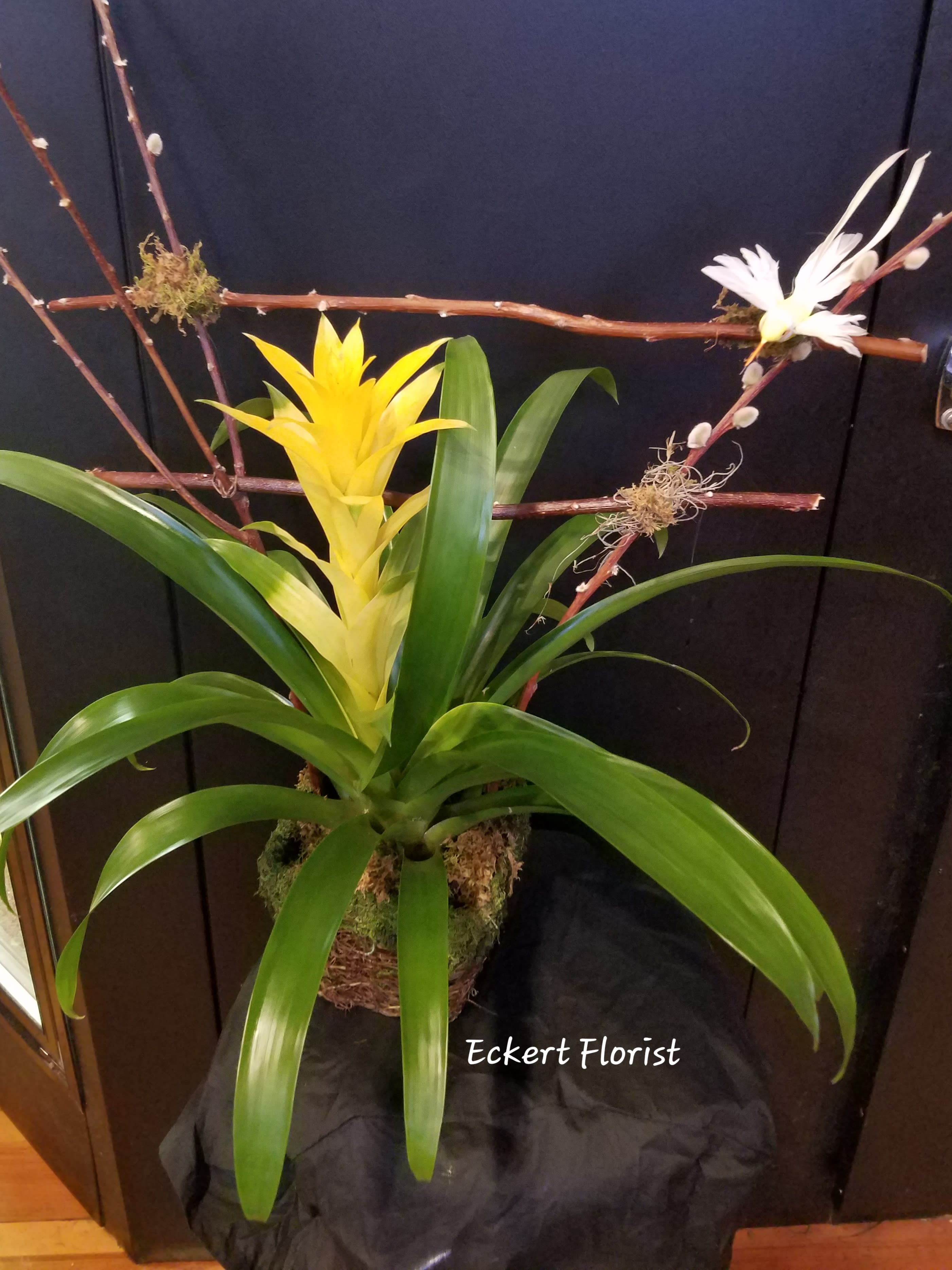 Eckert Florist's Bromeliad Plant - Bromeliad Plant. **Color and container may vary