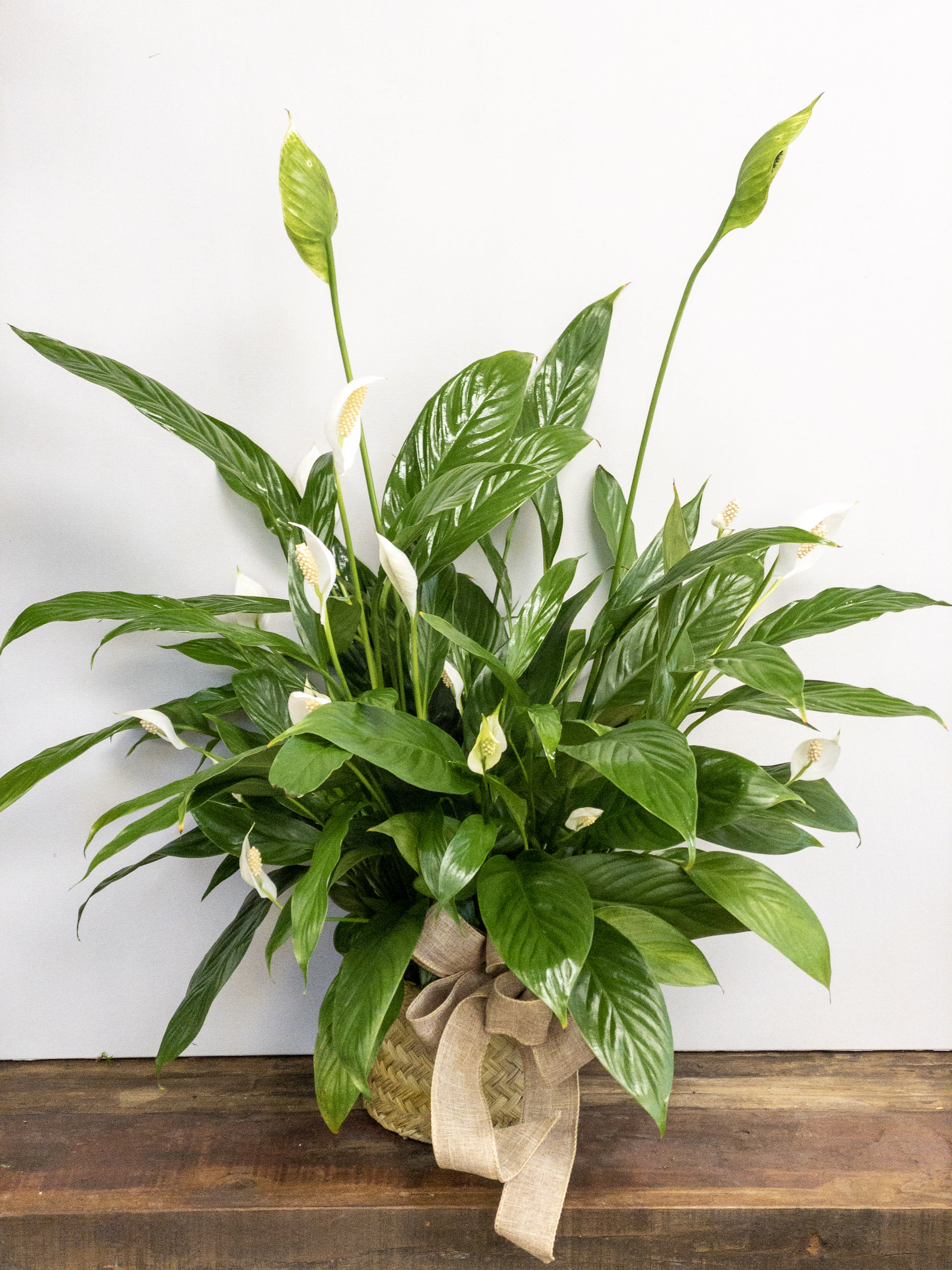 Peace Lily - Spathiphyllum Peace Lily - Spathiphyllum - House or office plant that requires little light or water to thrive