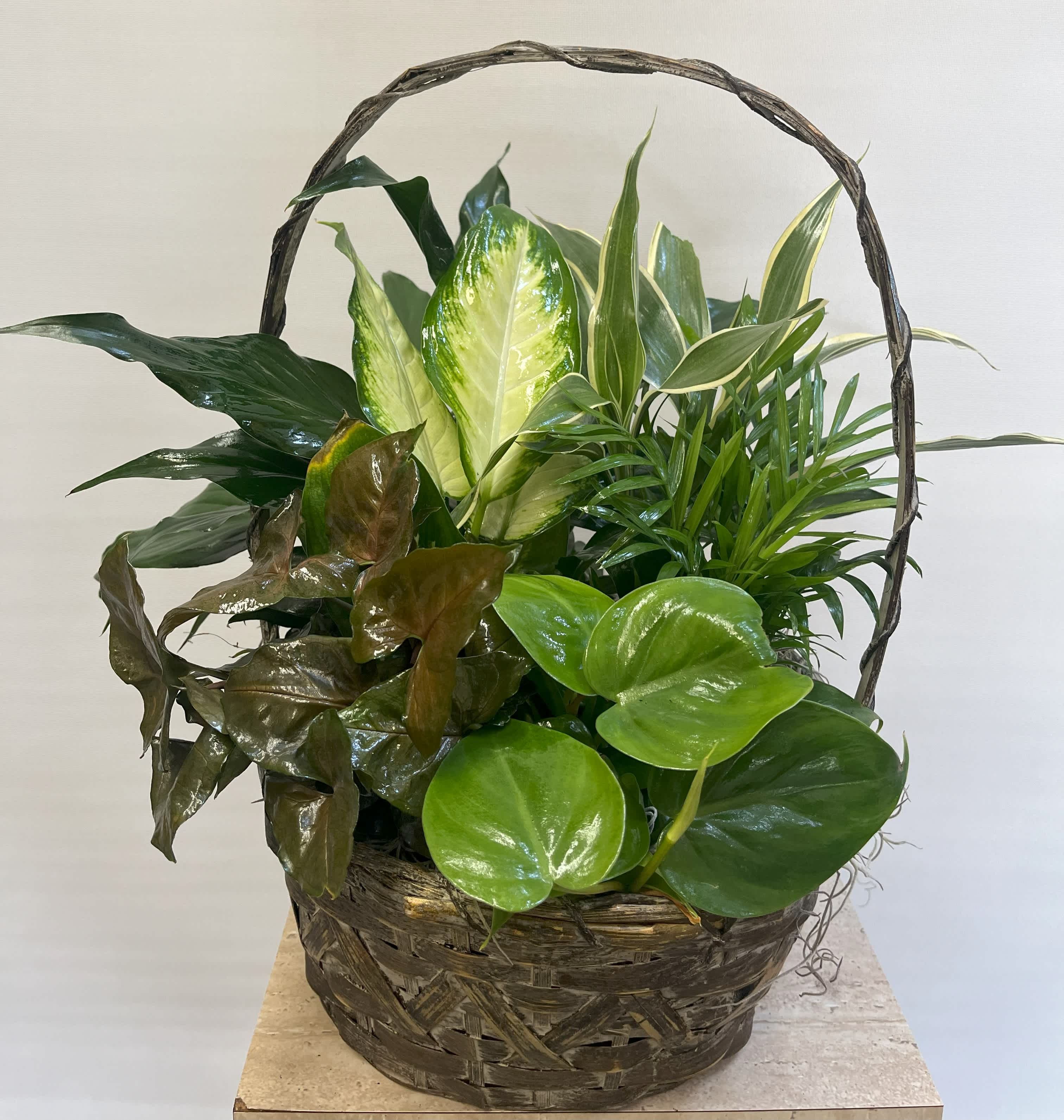 Wicker Dish Garden Wicker Dish Garden - Large Wicker Dish Garden with a variety of green plants. Plants and wicker may vary.