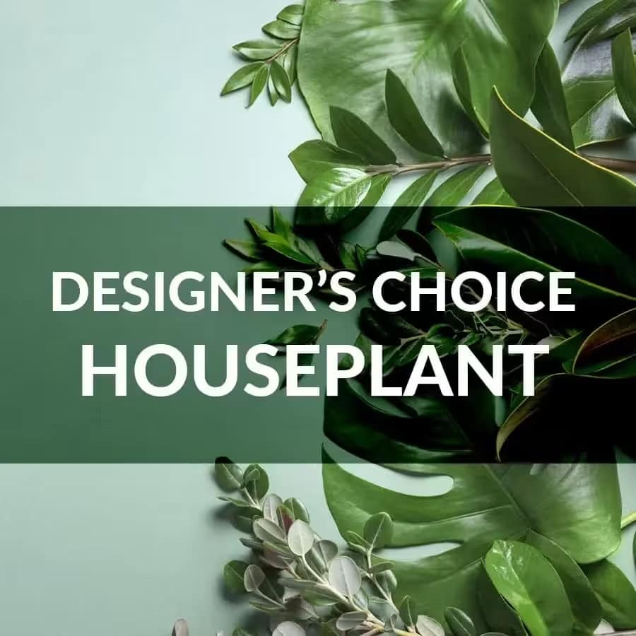 Designer's Choice Houseplant - Let our designer choose the nicest looking green plant and decorate it with curly willow, moss, ribbon, and a decorative basket or ceramic pot. Perfect for any occasion--birthday, sympathy, thank you, or just because!