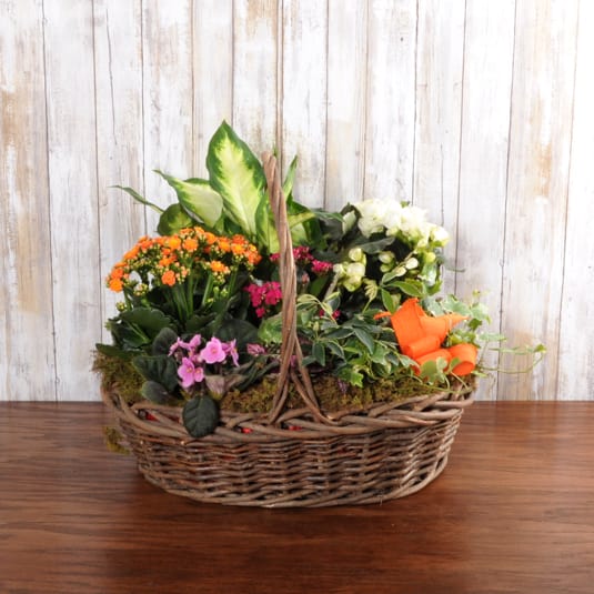 Plants Galore Plants Galore - .Mix of blooming and green plants put together in a basket.