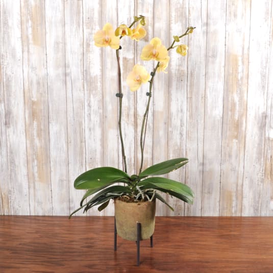 Classic Orchids - This multi colored orchid comes in a beautiful ceramic container and stand.  Colors may vary but we will always send out the freshest highest quality that is in stock.  