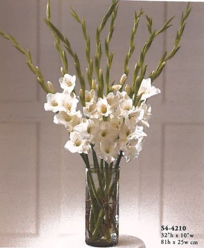 white gladiolas - vase with doz of white gladiolas