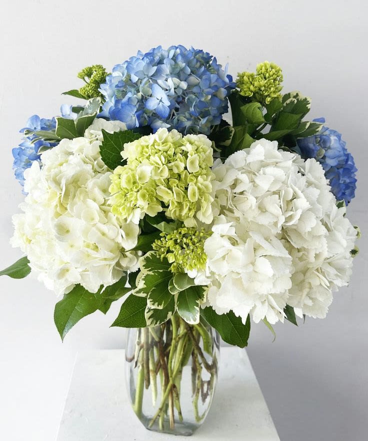 Hearty Hydrangeas - A vase of hydrangeas creates a simple and elegant floral arrangement. This beautiful vase is filled with hydrangeas. These voluminous blooms are known for their large, lush petals in shades of blue, green, and white, depending on the variety. 