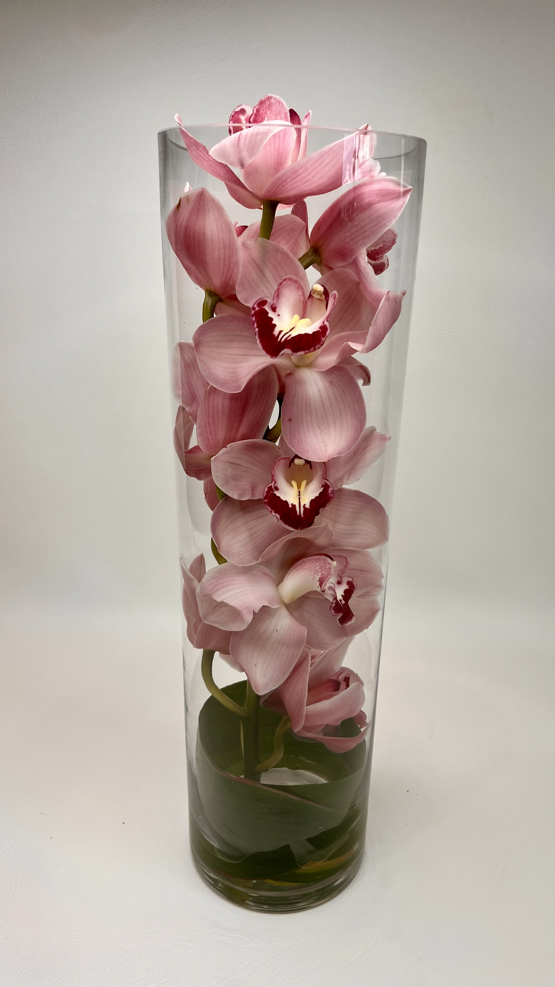 Pink Nouveau Pink Nouveau - An authentic and unique orchid in transparent form, illuminating its delicate beauty and enduring strength with a touch of elegance.