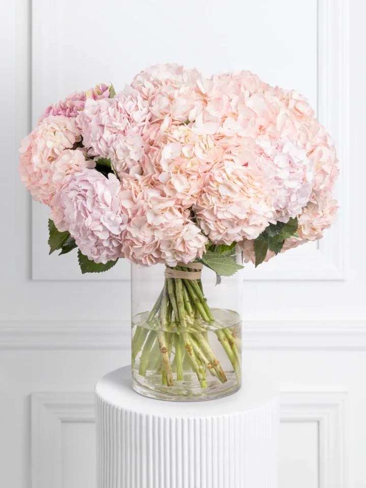 Gran Ines - Hydrangea comes from the Greek word “water vessel” - a fitting descriptor as these blooms love drinking water! This grand arrangement is classic and timeless.