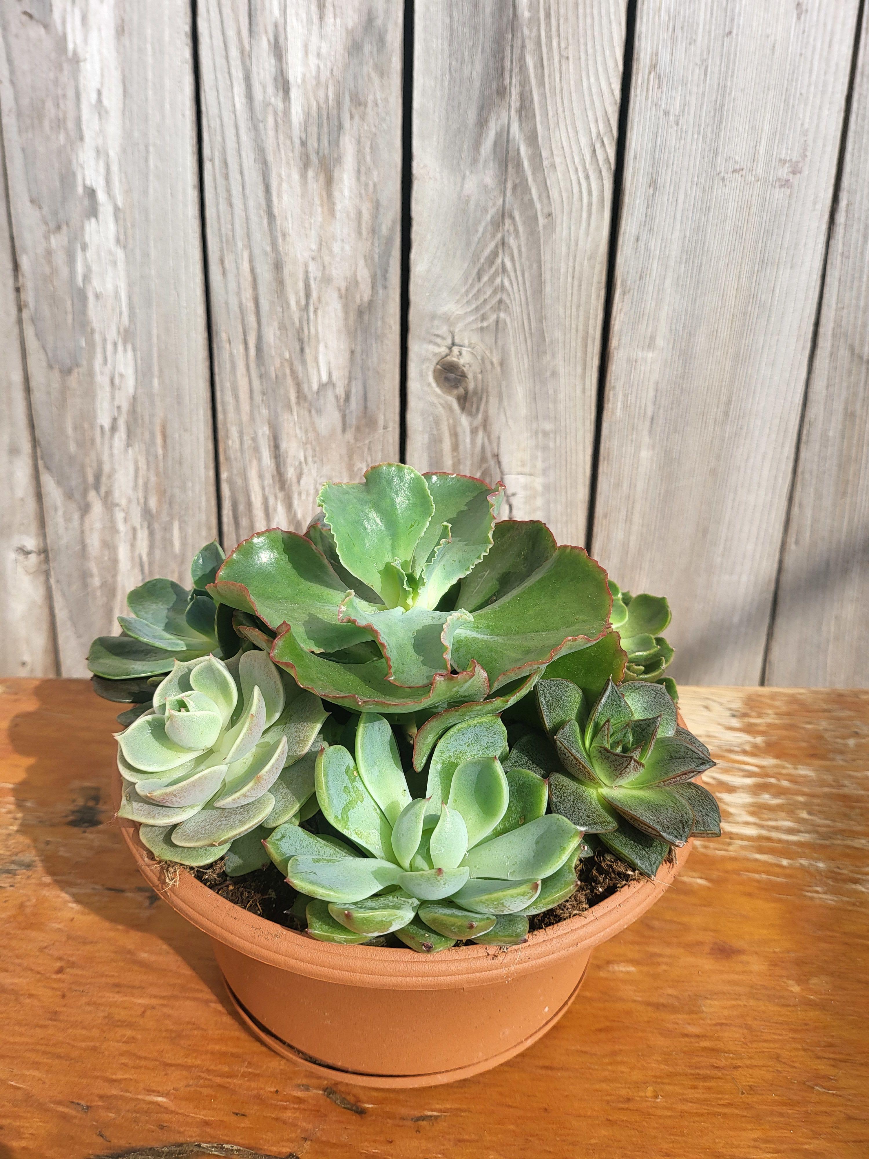 Succulent Garden - Hardy, yet beautiful, succulents are known for their ability to retain water and easily adapt to many environments...requiring minimal upkeep. This striking plant in a decorative dish garden container makes a perfect gift for housewarmings, birthdays and many other occasions.