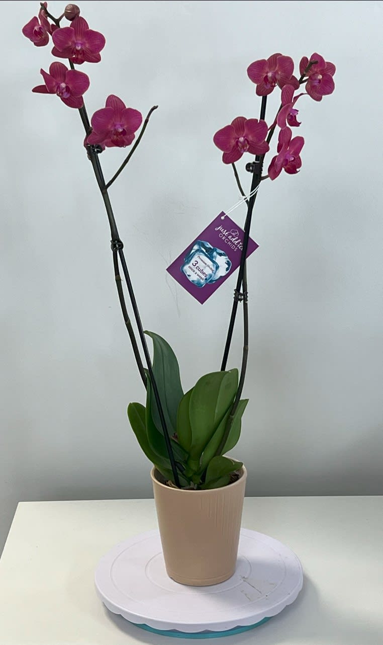 Burgundy Orchid Plant Burgundy Orchid Plant - Burgundy orchid plant with 2 sets of branches (available in other colors).