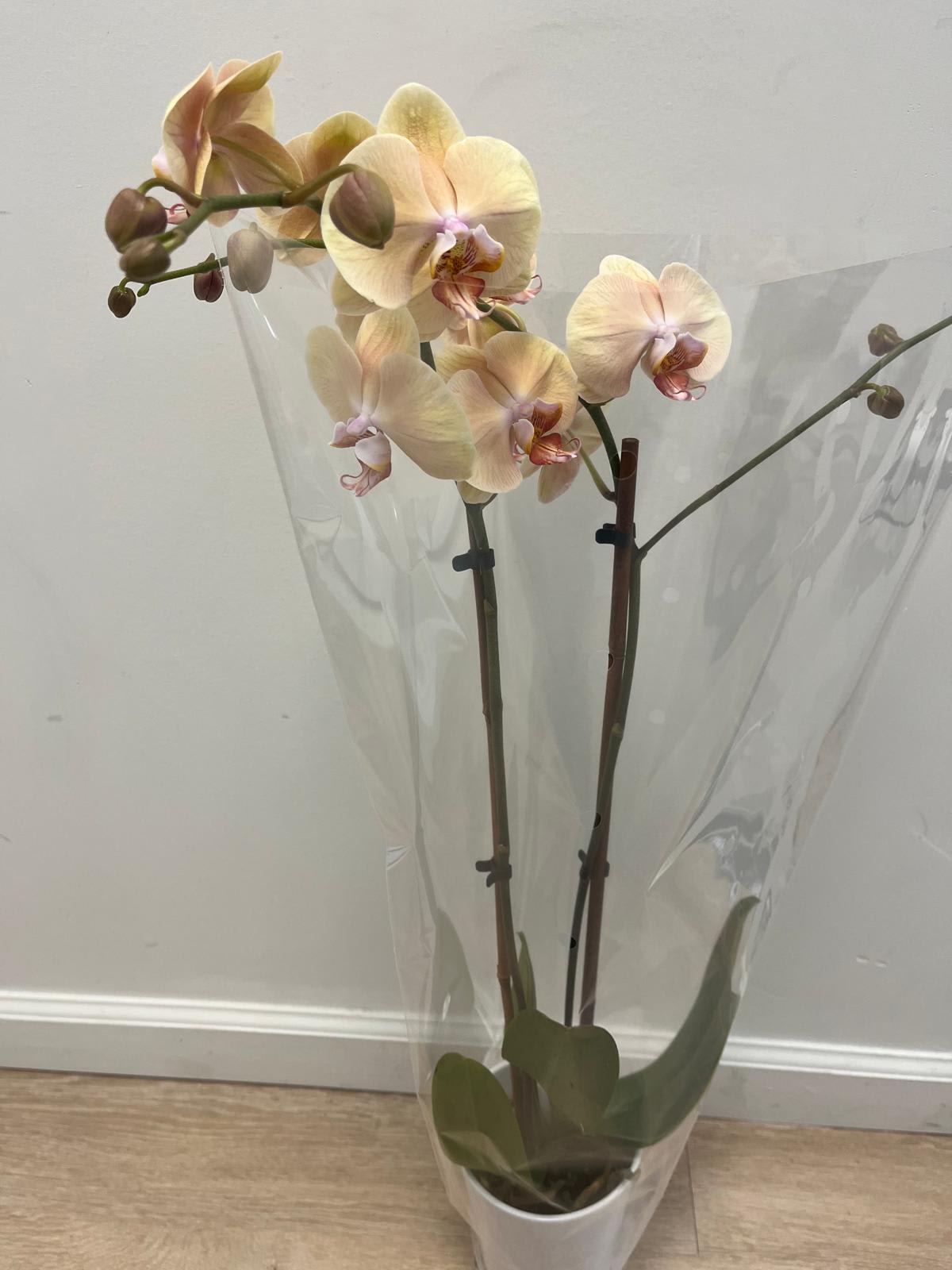 Moth Orchid Moth Orchid - Moth Orchids plant with 2 sets of branches (available in white)