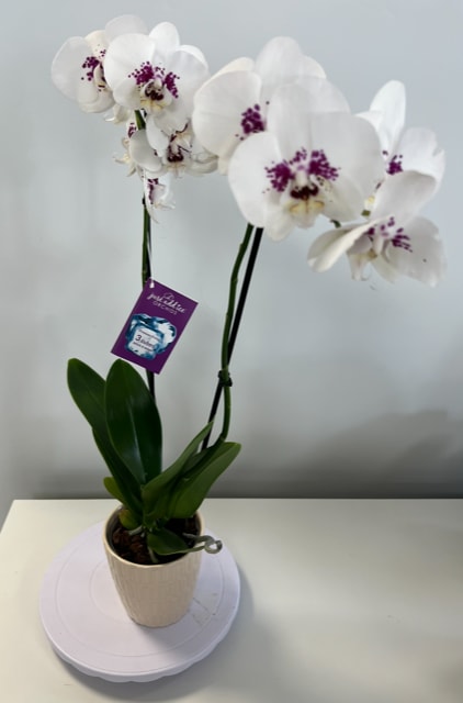 White Orchid Plant with fuschia tones White Orchid Plant with fuschia tones - White Orchid Plant with fuschia tones