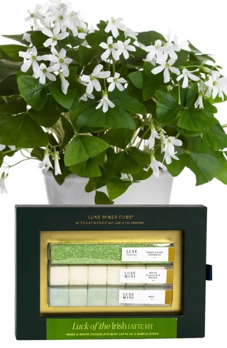 Shamrock Plant + LUXE White chocolate mint Latte mixer kits by Teaspressa Shamrock Plant + LUXE White chocolate mint Latte mixer kits by Teaspressa - Send a cute shamrock plant and a Luck of the Irish Latte kit by teaspressa for the perfect Spring gift! The shamrock plant brings luck and the latte kit delivers a velvety blend of sweetness and minty freshness. Easy to make and even easier to enjoy, a perfect way to add a pop of green to your day.