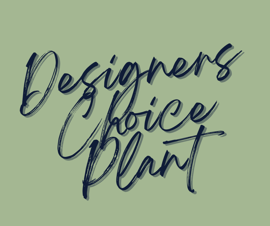 Designers Choice Plant - We stock a variety of fabulous plants, but it is always changing so let us pick the prettiest one in the shop just for you. 