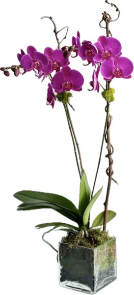 Linda Orchid Plant - The Linda Orchid plant is a double phalaenopsis orchid plant can be pink, white or purple with moss and black river rocks in a glass square vase.     