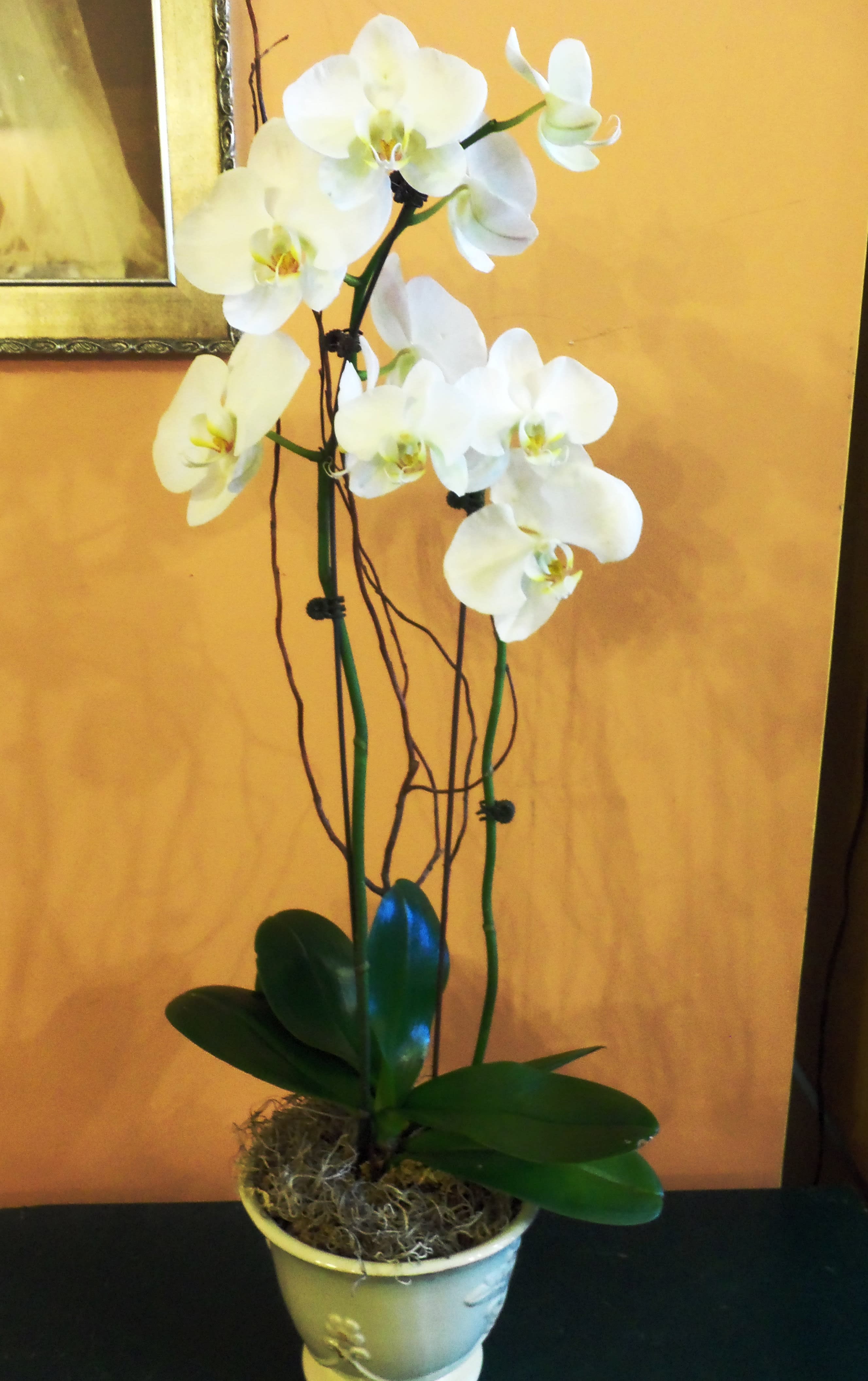 Double Phalaenopsis Orchid - Double Phalaenopsis Orchid potted in an elegant ceramic planter.   