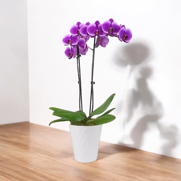 Orchid Planter - A simple Orchid Planter speaks volumes. Convey your most sincere sentiments with an elegant Dendrobium Orchid Plant that will continue to grow and thrive. It is a lasting gift that offers warmth and understated elegance. Double stem Orchid   Item pictured is a depiction of an arrangement that we will make as similar as possible with the same look and feel.  