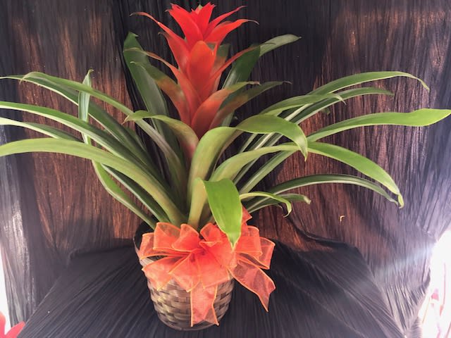 Bromeliad plant - Beautiful colorful blooming tropical plant.  In assorted colors
