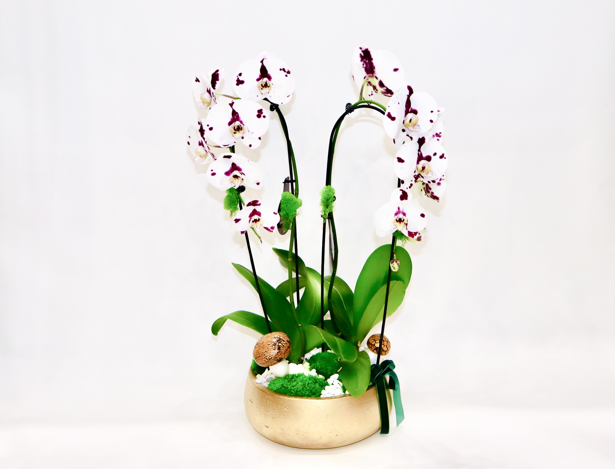 Large Orchid Bowl  - A beautiful mix of white orchid, comes in a gold round ceramic pot. 