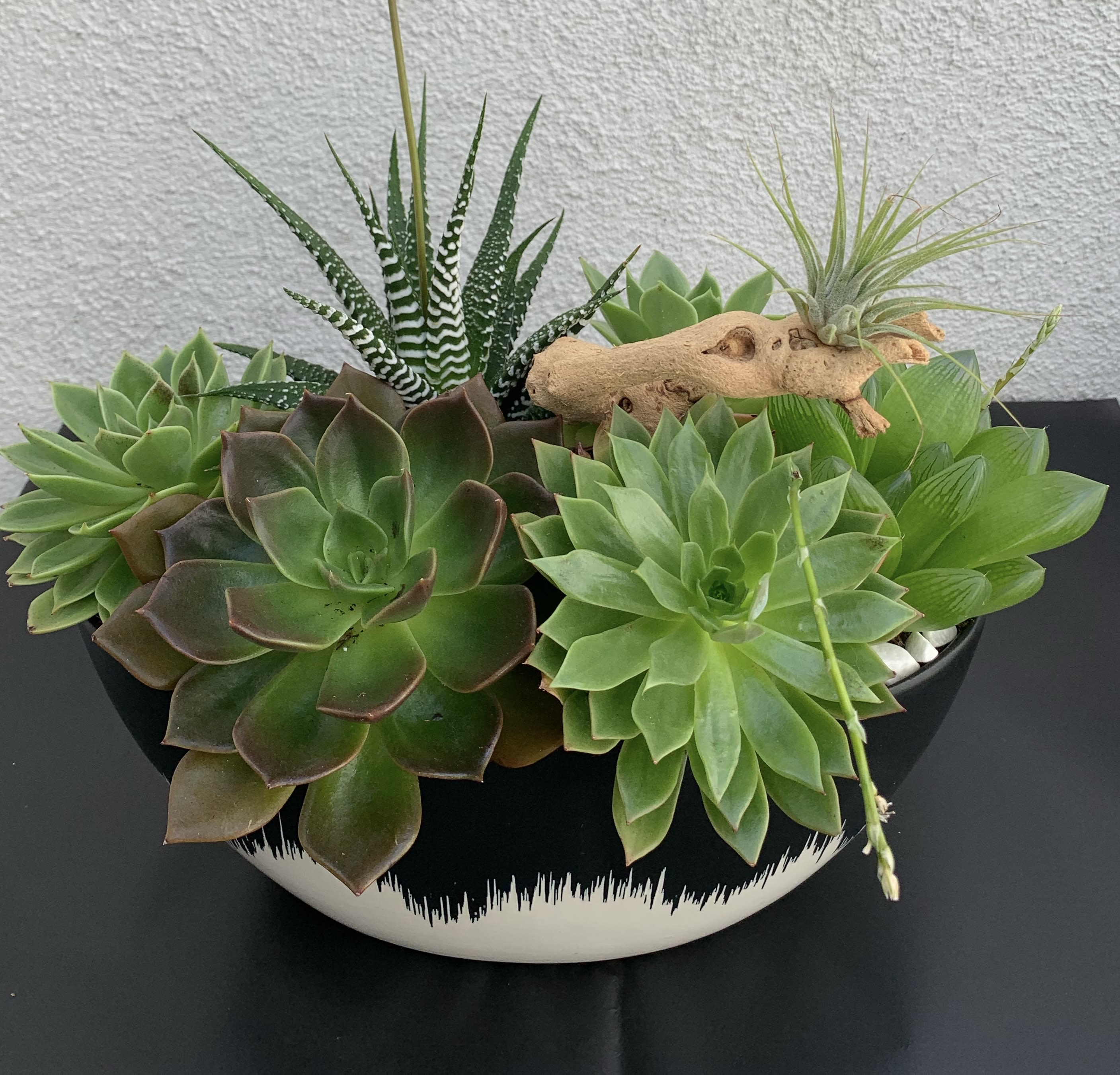 Succulent Arrangement Succulent Arrangement - a small displace of greenary including succulents, zebra haworthia , air planet along with a grape wood branch