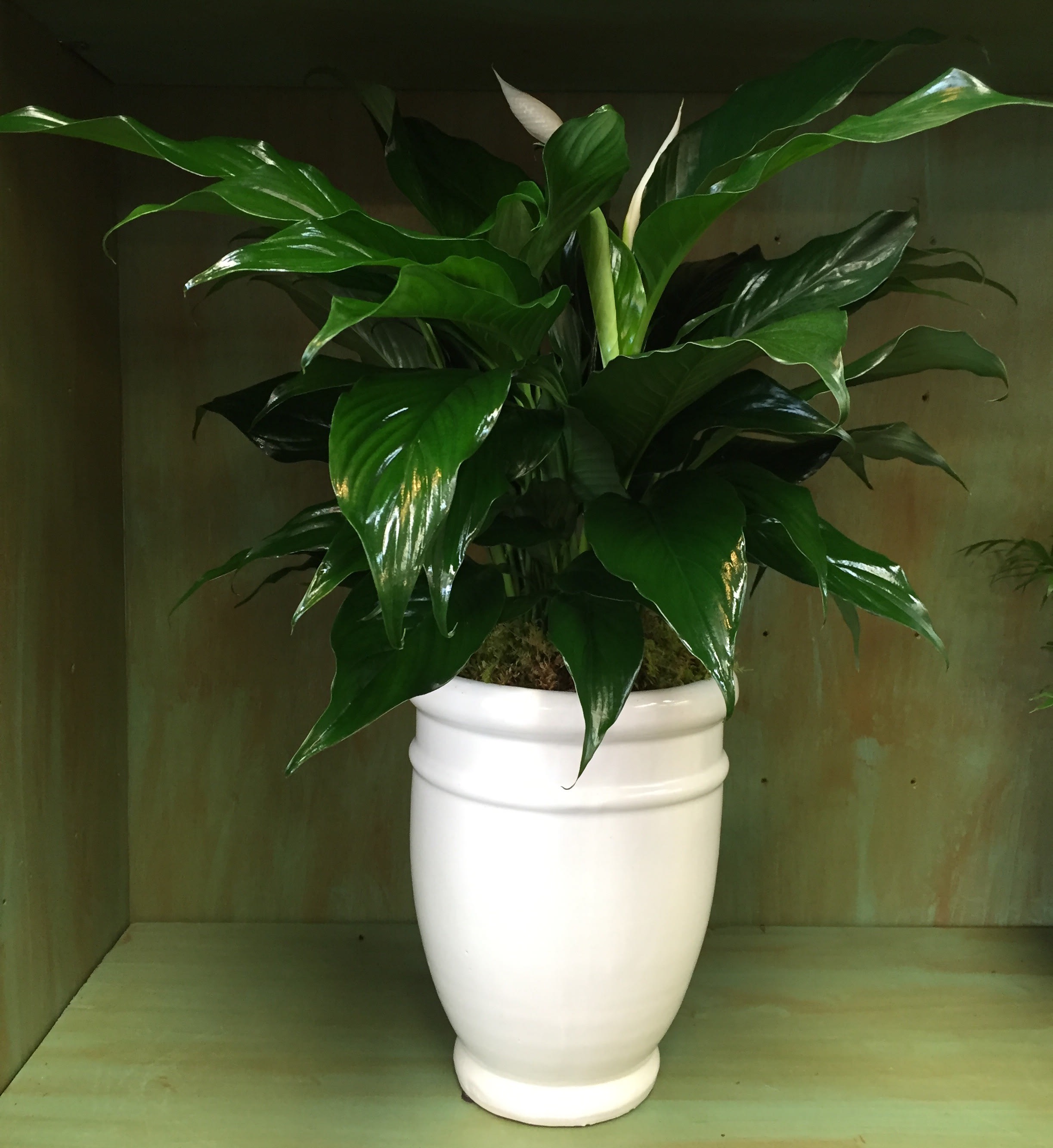 Peace Lily () - Sympathy Peace Lily () - Sympathy - Offer unspoken words of comfort, hope and peace. Our ceramic urn planter (color may vary depending upon availability) holds an elegant peace lily plant. Dark green leaves offer a calm background for the white candle-like blooms of this easy to care for plant. Send as a tribute and an expression of your sympathy. DELIVERY TO OUT OF TOWN destinations must meet higher minimum prices. Call for info.