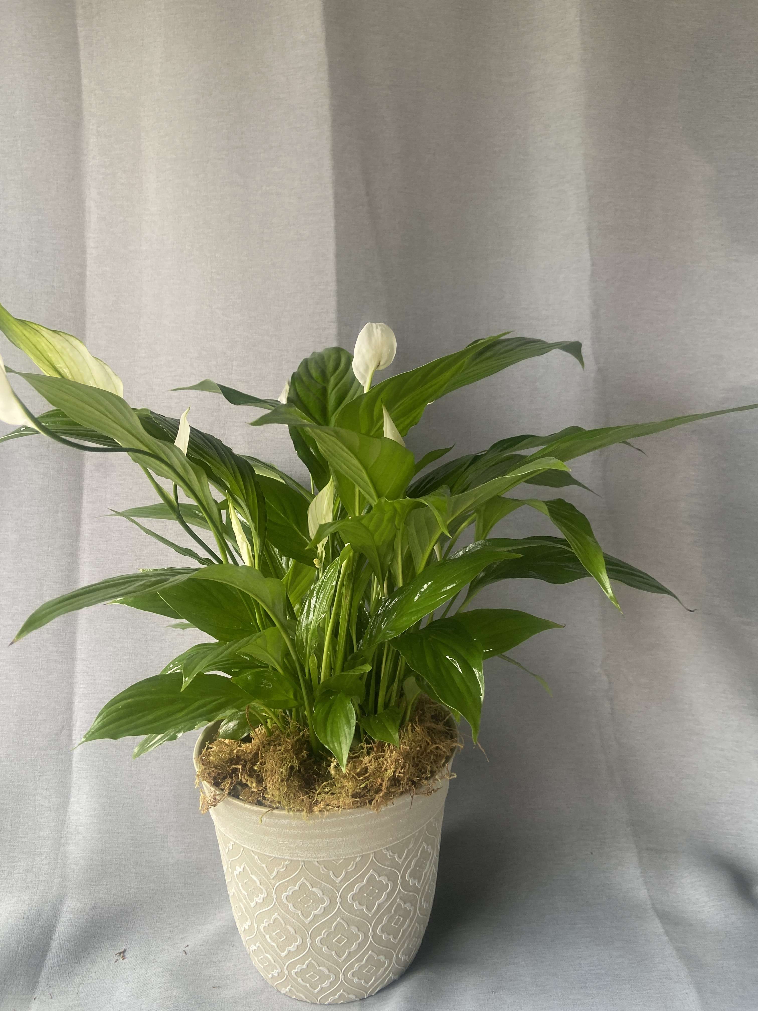 Spathiphyllum Plant by BloomNation™ - Send your condolences with this Spathiphyllum plant. APPROXIMATE DIMENSIONS: 36" H