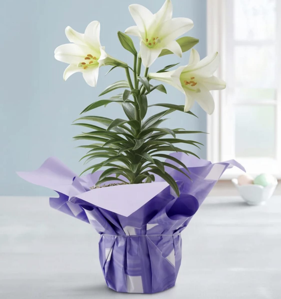 Single Stem Easter Lily Single Stem Easter Lily - With large white, trumpet-shaped blooms and a delightful fragrance, our Easter lily brings timeless beauty to the holiday celebration. This signature spring plant arrives budding and ready to bloom, with a decorative wrap or designed in our rustic, whitewashed planter. Add to your gift with our keepsake figurine, featuring matching lily details and “Easter Blessings” sentiment.