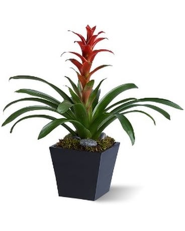 #4 Bright Bromeliad #4 Bright Bromeliad - A potted bromeliad is a wonderfully ornamental plant that's related to the pineapple and has a bright exotic bloom at the top. Easy to care for and an excellent all-purpose gift this house plant will add a touch of color to any room. A bromeliad plant arranged with river rocks is delivered in a wooden pot. Approximately 10" (W) x 16" (H) Orientation: All-Around As Shown : TFWEB399