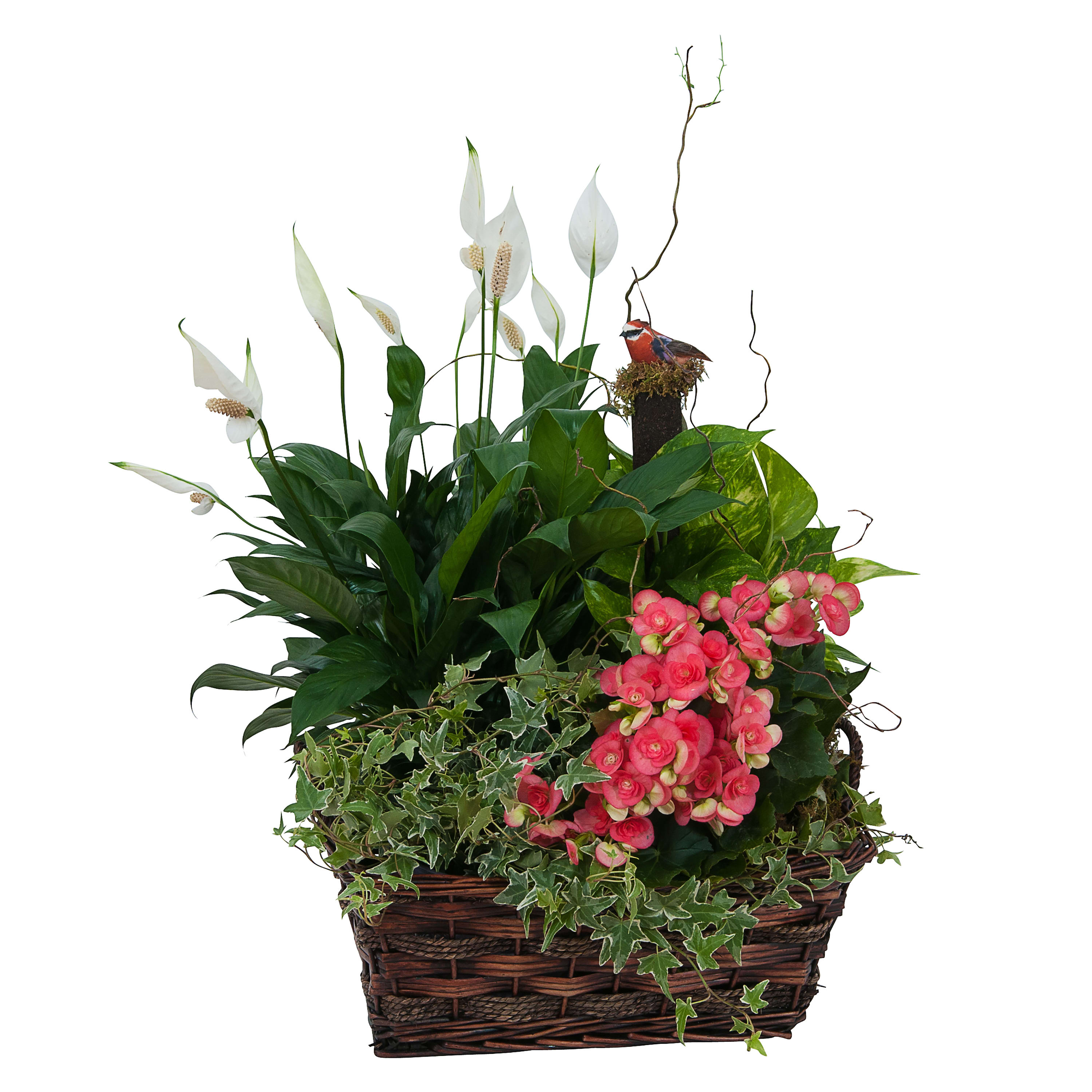 Living Blooming Garden Basket - This rich basket is filled with lush green and blooming plants.TMF-634