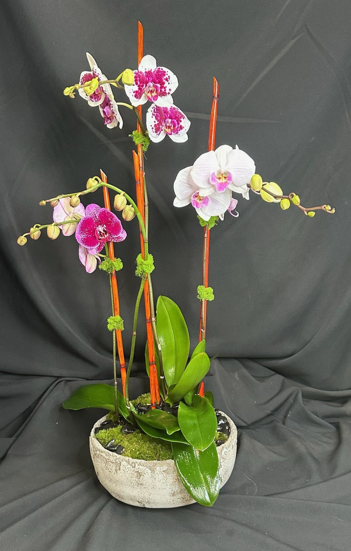 Elegant Orchid Delight – A Timeless Gift of Beauty - Transform any space with the breathtaking elegance of our Orchid Color Arrangement. This stunning display features vibrant Phalaenopsis orchids, artistically arranged with natural bamboo supports and lush green moss for a truly exquisite presentation. Perfect for expressing love, appreciation, or simply adding a touch of sophistication to any setting, these long-lasting blooms radiate grace and charm. Whether you're celebrating a special occasion, sending a thoughtful gift, or enhancing your own décor, this luxurious orchid arrangement is sure to impress. Bring home nature’s masterpiece today!   Perfect for: Birthdays, Anniversaries, Sympathy, Office &amp; Home Décor  Gift-Ready: Elegantly arranged in a chic ceramic pot  Long-Lasting Beauty: Easy care with minimal maintenance  Order now for same-day delivery! 