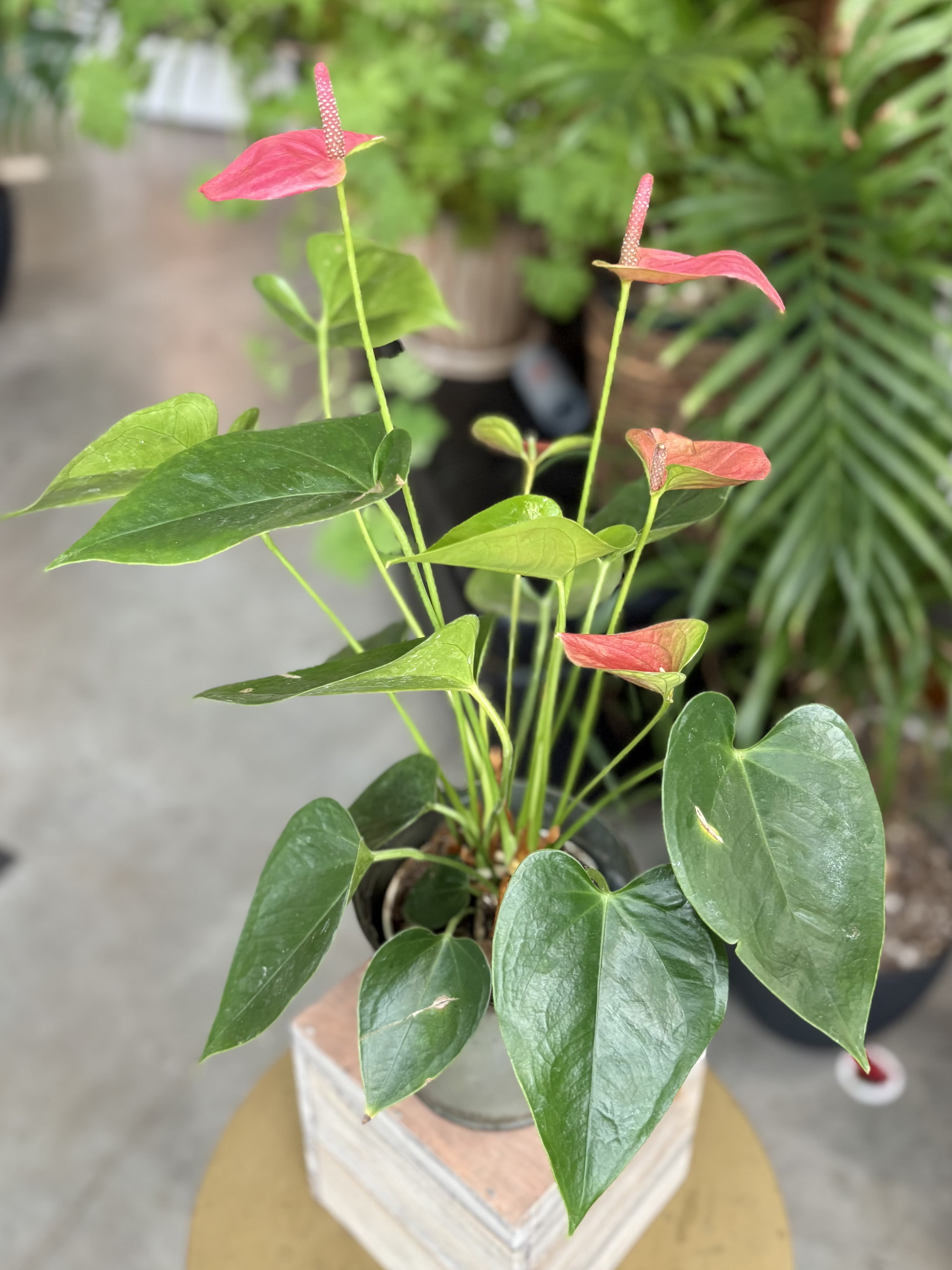 Anthurium with Pot Cover Anthurium with Pot Cover - 4" Anthurium plant with pot cover. *Colors vary depending on current stock.