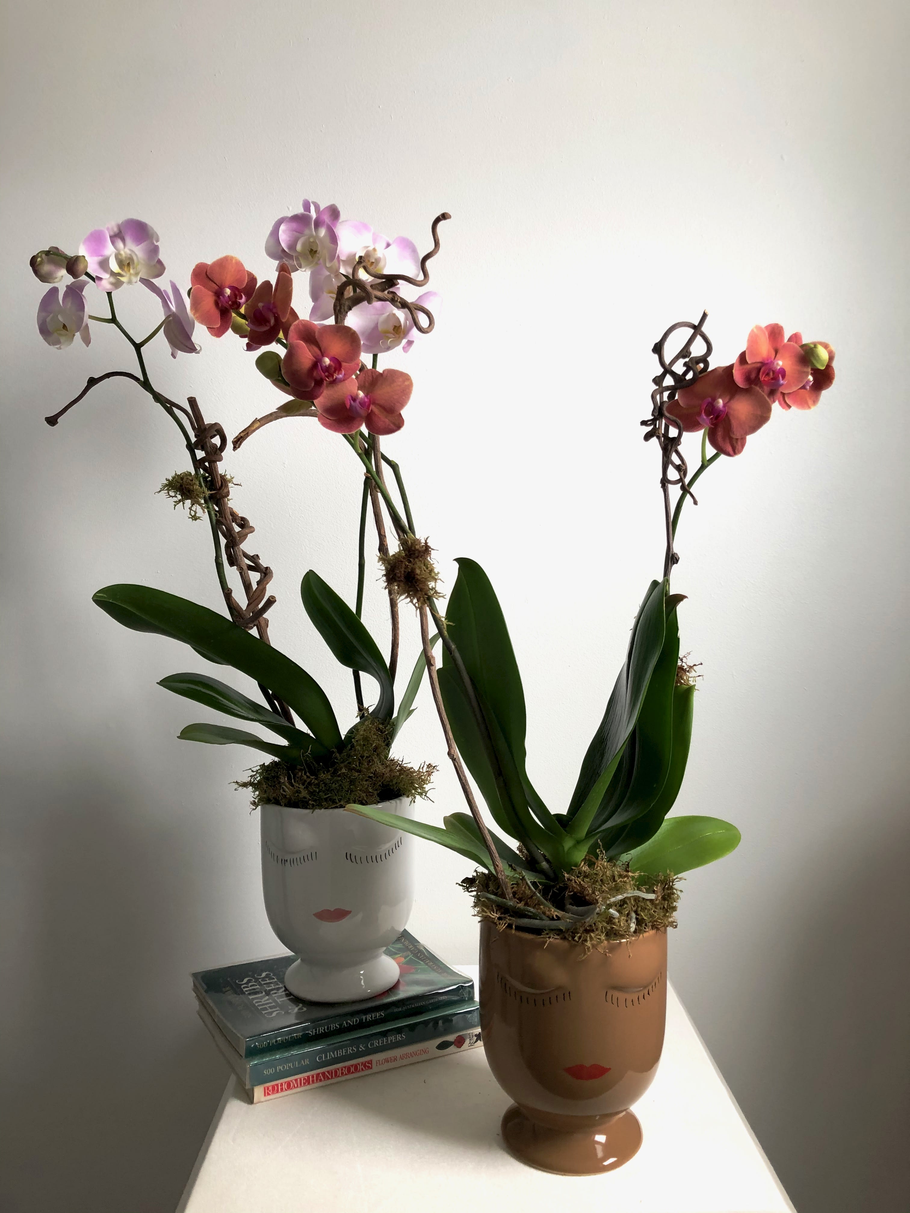  Orchid Selfie - Take a selfie with our Orchid Selfie potted plant! Double stem phalaenopsis orchid planted in ceramic selfie pot. Let us know if you have an orchid color and vase preference, we will try our best to accommodate your request.   Delivery Info- We make all of our deliveries after 1pm every day. If the weather is very cold, we prefer not to leave the plant outside. Please let the recipient know that they should expect delivery. 
