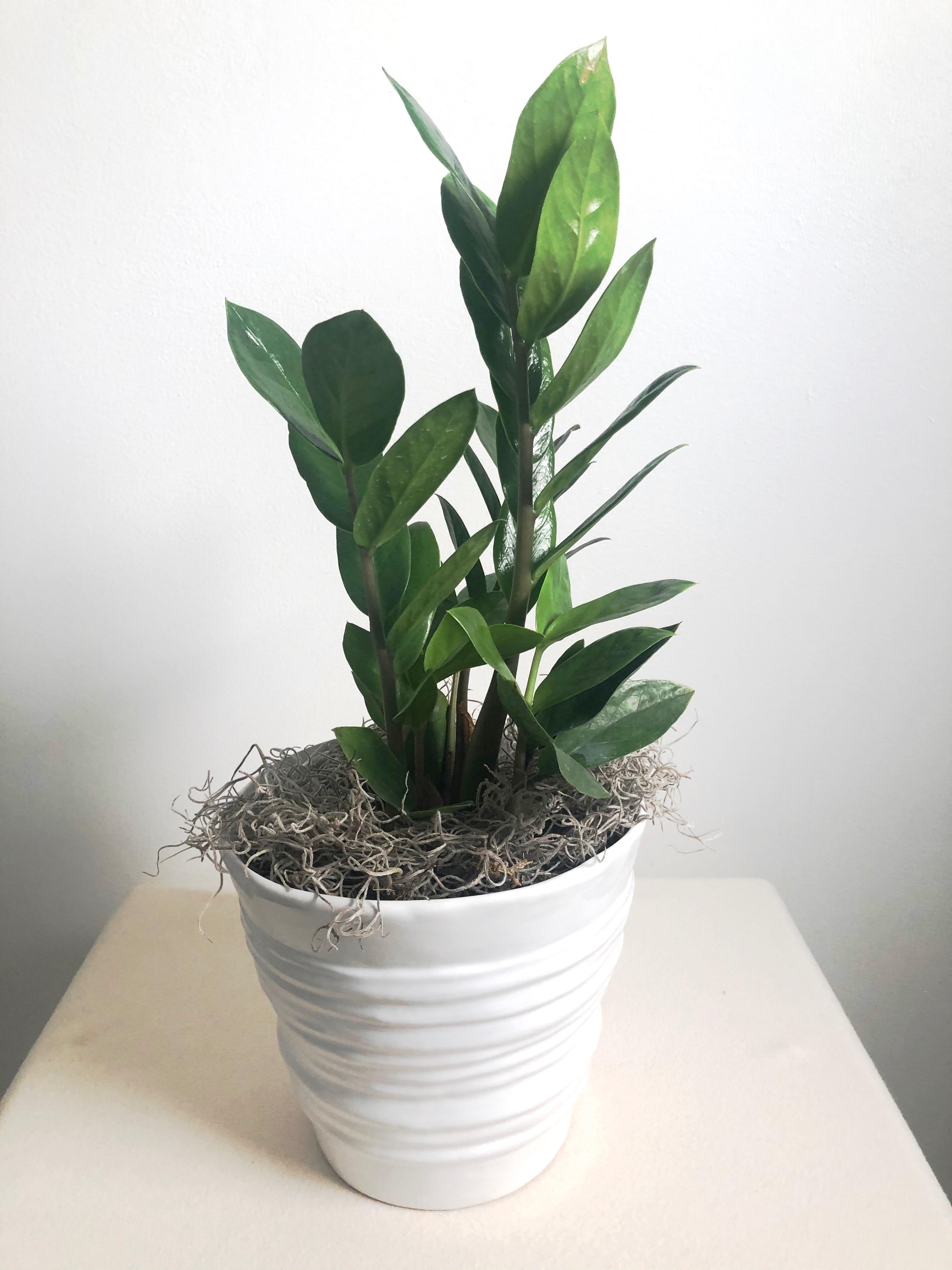 Plant People  - Give our Plant People potted ZZ plant to the plant lover in your life. ZZ plants are hardy plants and make great house plants!   Delivery Info- We make all of our deliveries after 1pm every day. If the weather is very cold, we prefer not to leave the plant outside. Please let the recipient know that they should expect delivery.