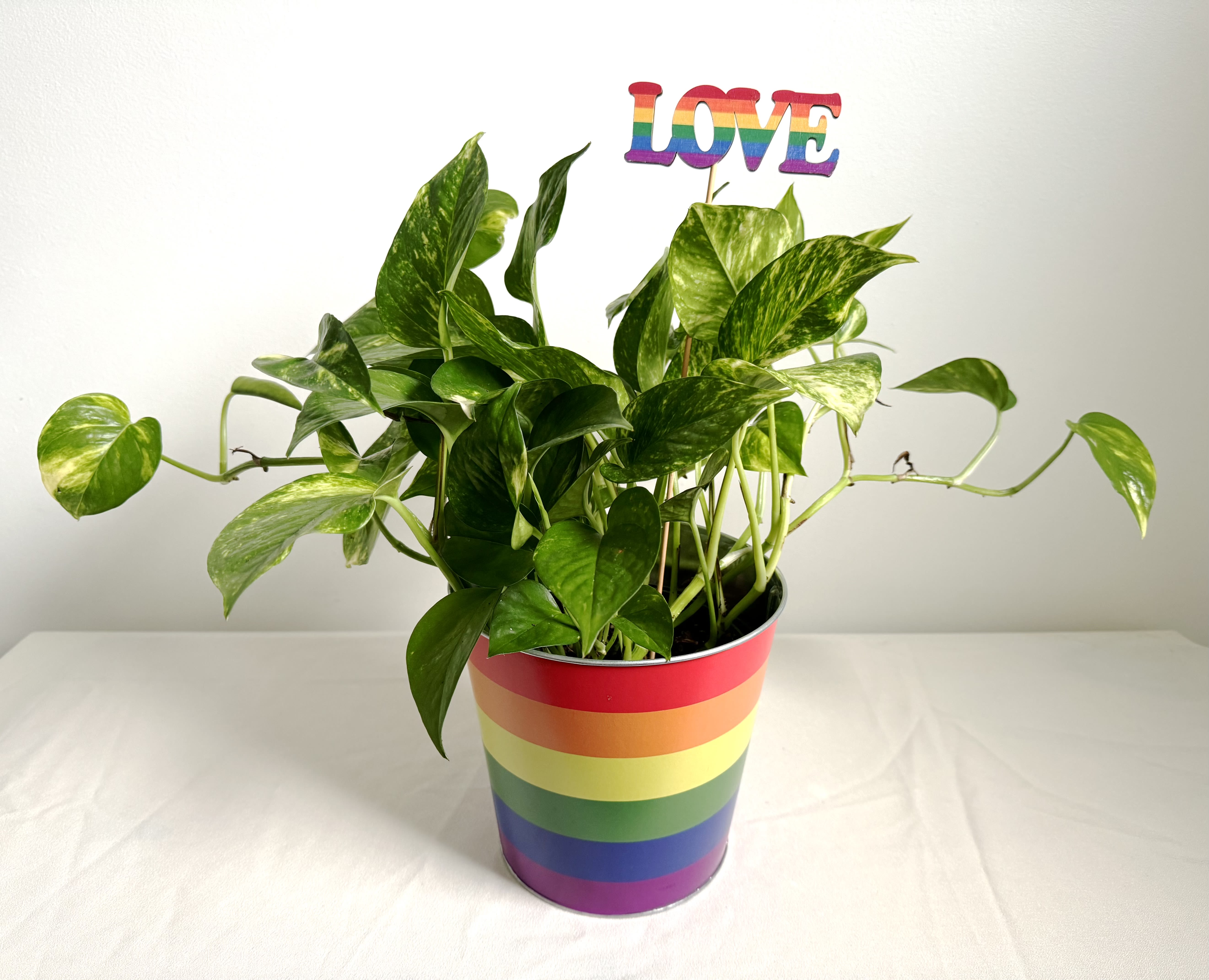 Rainbow Pride Plant Rainbow Pride Plant - Celebrate pride all year long! Our Rainbow Pride Plant is a pothos plant potted in a rainbow tin pot.