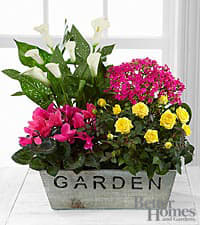 Blooming garden planter - Beautiful garden basket with assorted blooming plants. Plants vary in colors and types upon availability and are seasonal.