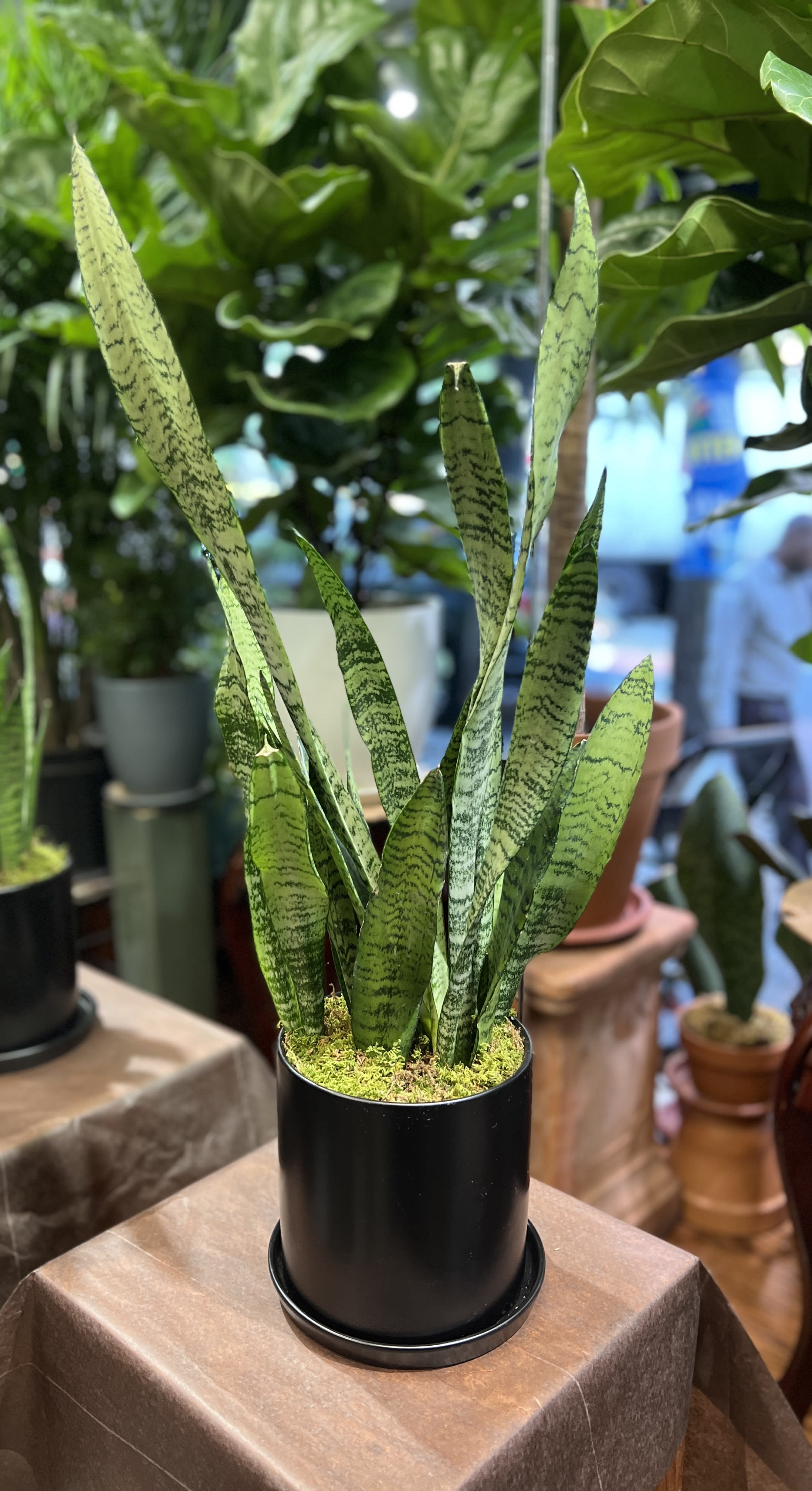 Snake Plant in Ceramic  - Need an easy yet striking plant to take care of? Then the snake plant is for you! Perfect way  to add some freshness into your home! Dress them up with a ceramic pot for a modern look.