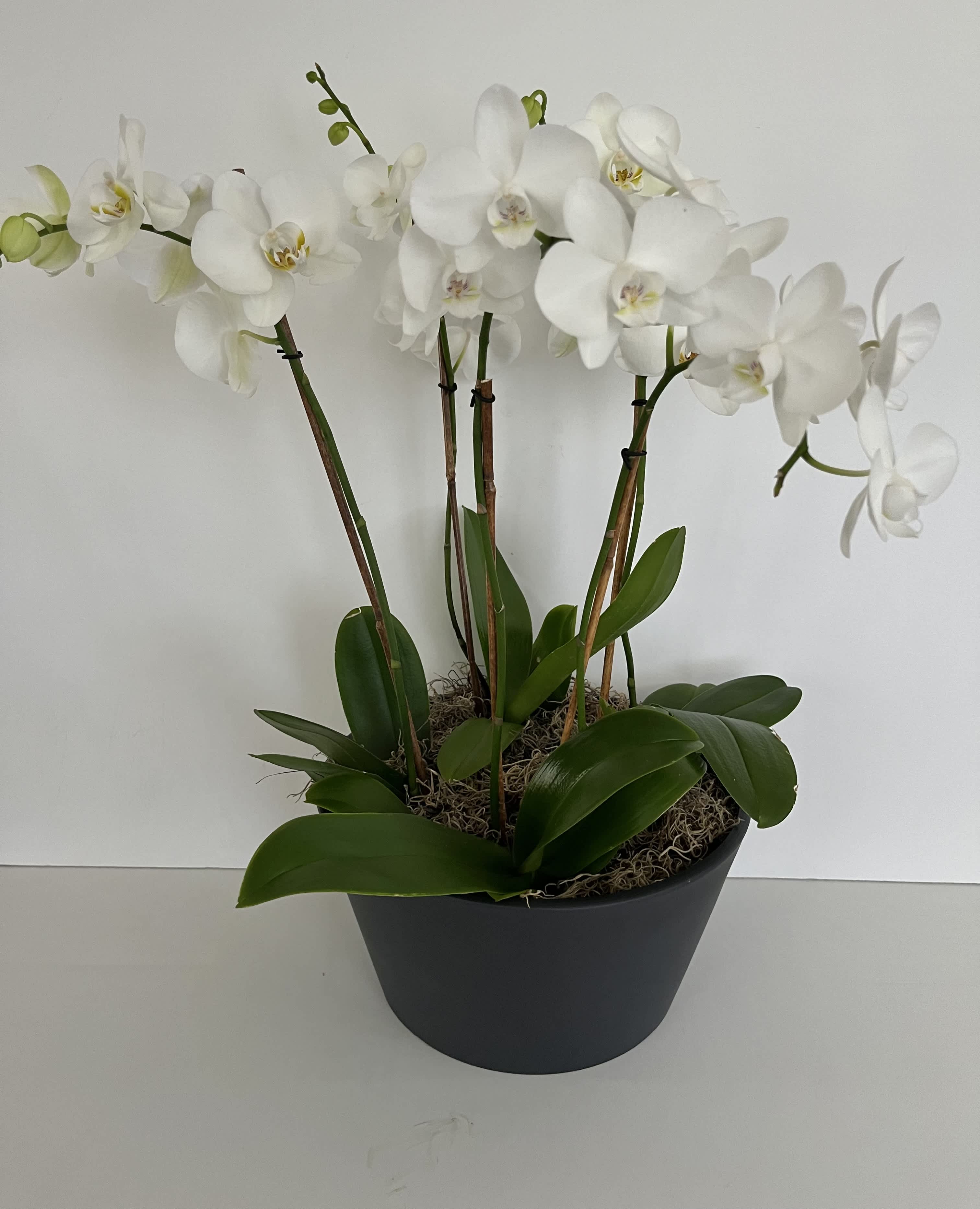 Composite potted plant arrangement - An artfully designed composite arrangement of decorative and/or blooming plants in a medium sized vessel.  Selection of plants is seasonal and vessel shape and color varies with design.  Perfect for a business or larger interior space.  All potted plants are designed to an approximate size and use seasonal, decorative or blooming plants of varying content.    Please contact us directly for any custom orders or requests info@helemelebotanicals.com or 808.226.7667.  We are committed to malama 'aina and strive to use locally sourced material, reduce packaging and reuse and recycle where possible. We will pick up any of our product (vessels, plants and floral supply material) when delivering a subsequent order. At that time, a $5 credit toward future purchase will be issued for each ceramic, metal or wood vessel returned.