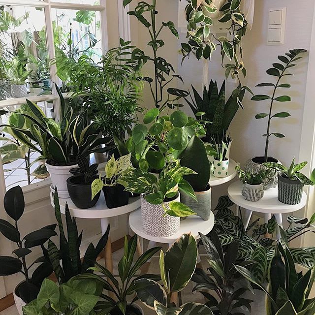 Florist choice plant Florist choice plant - Unsure of what to send? Let our professional staff choose a green plant from our selections available. A lovely green plant is the perfect choice for offices, homes, get well wishes or really any occasion!