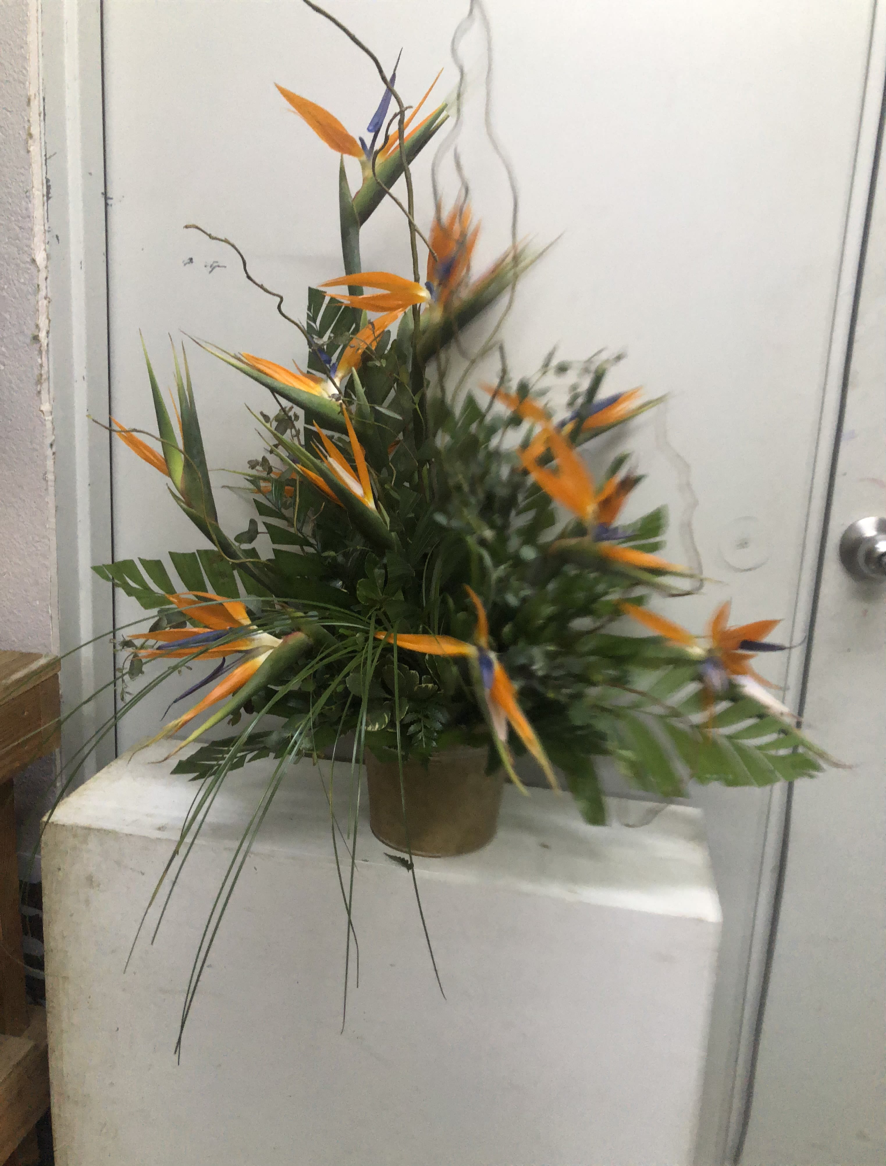 Bird's Eye Bird's Eye - Bird of Paradise