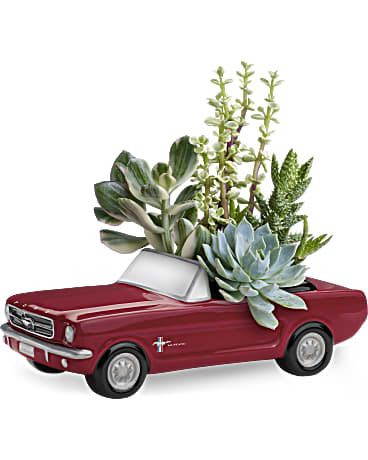 Camaro Suculent Camaro Suculent - A Chevrolet Camaro succulent arrangement features a stylish ceramic or resin container shaped like a Camaro, often in bold colors, filled with an assortment of vibrant succulents. The combination of the muscle car’s sleek design with the natural beauty of low-maintenance succulents creates a unique and eye-catching decorative piece, perfect for car enthusiasts and plant lovers a